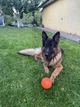 Игрушка для собак Liker Мячик 11 см для очень крупных пород (6299) - изображение 5