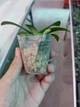 Орхидея (нецветущий подросток) TopDreams Phal. 101 Asian Dragon в размере 1,7 - изображение 3