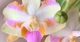Орхидея (нецветущий подросток) TopDreams фаленопсис Phal 0929 pulcherrima 4n 1.7 (мох) - изображение 5