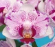 Орхидея (нецветущий подросток) TopDreams фаленопсис Phal. 5030 Pampered Sakura метелик, квіти 5,5 см, розмір 1.7 (мох) - изображение 4