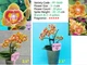 Орхідея (підліток зараз без квітів) TopDreams фаленопсис Phal 5649 Shing Fang Savory Orange метелик ароматні квіти 4 см, висота 25 см, 1.7 (мох) - изображение 7
