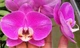 Орхідея (підліток зараз без квітів) TopDreams фаленопсис Phal 501 Purple Smile королівська орхідея квіти ароматні 12 см 1.7 (мох) - изображение 1