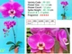 Орхідея (підліток зараз без квітів) TopDreams фаленопсис Phal 501 Purple Smile королівська орхідея квіти ароматні 12 см 1.7 (мох) - изображение 3