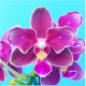 Орхідея (підліток зараз без квітів) TopDreams фаленопсис Phal 5064 Ruby Chips метелик з ароматними квітами 7 см 1.7 (мох) - изображение 1