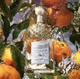 Туалетна вода для жінок Guerlain Aqua Allegoria Mandarine Basilic, 75 мл - зображення 7
