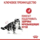 Вологий корм для дорослих котів ROYAL CANIN Роял канін URINARY CARE 0.085 кг 12шт. - изображение 5
