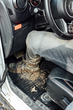 Килимки для автомобіля Frogum El Toro для Nissan Qashqai I 4 шт ET402102 (5902643402102) - зображення 3