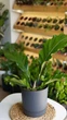 Антуріум /Anthurium 40-45 см висота 857 - зображення 1