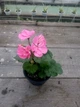 Зональна пеларгонія Dolce Vita Anne Pink, саджанець - зображення 4