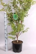 Японский клен (Japanese maple, Red winter wood) Sango-kaku, 1,4-1,6 м, объём горшка 12л (RG034) - изображение 1