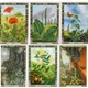 Карти Оракул Рослин Друїдів з книгою / Cards & Book Set: The Druid Plant Oracle 06868 - изображение 2