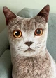 Мягкая игрушка Кот Британец 3D домашнее животное плюшевая подушка для сна и игр 50 см серый (9140) - изображение 2