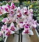 Орхідея (підліток зараз без квітів) TopDreams Phal 5069 Witch Gem (Little Gem Stripes peloric - 3 lips) квіти 5 см 1.7 (мох) - изображение 6