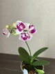 Орхідея (підліток зараз без квітів) TopDreams Phal 5069 Witch Gem (Little Gem Stripes peloric - 3 lips) квіти 5 см 1.7 (мох) - изображение 13