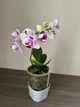Орхідея (підліток зараз без квітів) TopDreams Phal 5069 Witch Gem (Little Gem Stripes peloric - 3 lips) квіти 5 см 1.7 (мох) - изображение 14