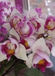 Орхідея (підліток зараз без квітів) TopDreams Phal 5069 Witch Gem (Little Gem Stripes peloric - 3 lips) квіти 5 см 1.7 (мох) - изображение 15