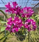 Орхідея (підліток зараз без квітів) TopDreams Каттлея B21 Ctt. Tristar Bouquet квіти 5 см ароматні, дуже пишно квітнуть 2.5" (мох) - изображение 1