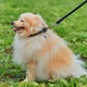 Ошейник для собак кожаный WAUDOG Soft с QR паспортом, круглый, Д 10 мм, Дл 33-41 см черный - изображение 2