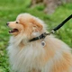 Ошейник для собак кожаный WAUDOG Soft с QR паспортом, круглый, Д 10 мм, Дл 33-41 см черный - изображение 4