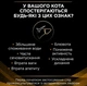 Влажный корм для кошек при заболеваниях почек Purina Pro Plan Veterinary Diets NF - Renal Function Feline 195 г - изображение 4