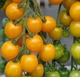 Семена Томат Голдкроне 0,1 г Тирас Moravo Seed - изображение 2