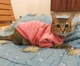 Джемпер для котів (кішок) Classic XL Рожевий - зображення 9