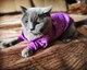 Джемпер для котов (кошек) Classic XL Фиолетовый - изображение 8