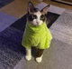 Флисовая кофта для котов (кошек) Бархат S Салатовый - изображение 8