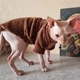 Флисовая кофта для котов (кошек) Бархат S Коричневый - изображение 9