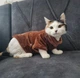 Флисовая кофта для котов (кошек) Бархат S Коричневый - изображение 10