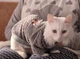 Флісова кофта для котів (кішок) Bubble 2XL Сірий - зображення 7