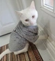 Флісова кофта для котів (кішок) Bubble 2XL Сірий - зображення 9