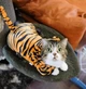 Костюм для котов (кошек) флисовый Тигр L Оранжевый - изображение 7