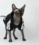 Толстовка для котов (кошек) Adidog M Черный - изображение 4