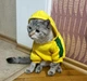 Толстовка для котов (кошек) Adidog 3XL Желтый - изображение 6