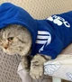Толстовка для котов (кошек) Adidog 2XL Синий - изображение 11