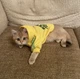Толстовка для котов (кошек) Adidog 3XL Желтый - изображение 9