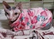 Толстовка для котов (кошек) Лаки Клубника S Розовый - изображение 4