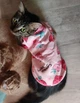 Толстовка для котов (кошек) Лаки Клубника S Розовый - изображение 5
