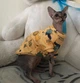 Кофта для котов (кошек) Лаки Африка XS Желтый - изображение 4