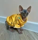 Кофта для котов (кошек) Лаки Африка XS Желтый - изображение 3