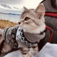 Светр для котів (кішок) Візерунки XL Сірий - зображення 9