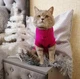 Свитер для котов (кошек) Премиум XL Малиновый - изображение 6