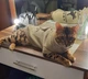 Свитер для котов (кошек) Лось M Бежевый - изображение 8