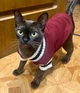 Свитер для котов (кошек) Бостон S Красный - изображение 10