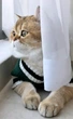 Свитер для котов (кошек) Бостон S Зеленый - изображение 11