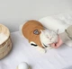 Свитер для котов (кошек) Бостон S Горчичный - изображение 10