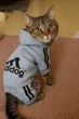 Спортивний костюм для котів (кішок) Adidog S Сірий - зображення 4