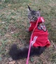 Костюм для котов (кошек) Тигр XL Красный - изображение 4