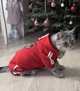 Костюм для котов (кошек) Тигр XL Красный - изображение 6